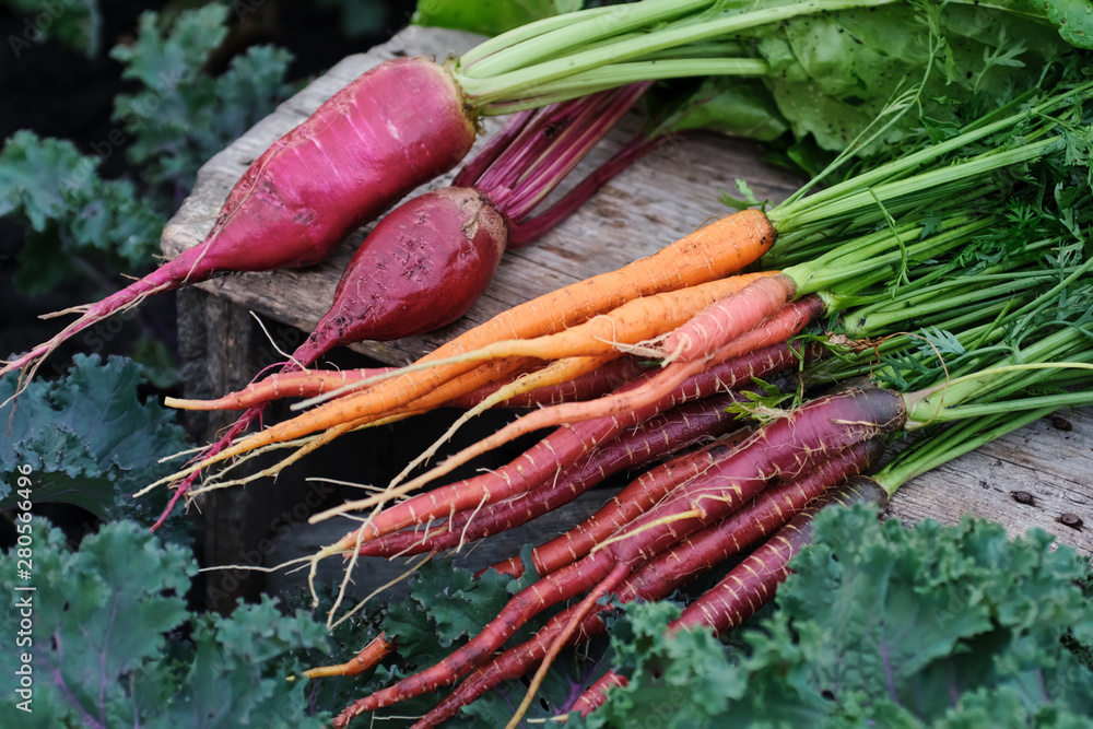 Wall mural Organic vegetables. Carrots and beets in a wooden box in the garden. Harvest.