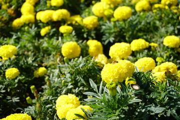 yellow flowers in the garden