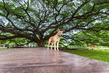 Dog at Giant Rain Tree of thailand.Giant tree over a hundred years old.