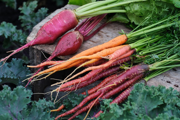 Organic vegetables. Carrots and beets in a wooden box in the garden. Harvest.