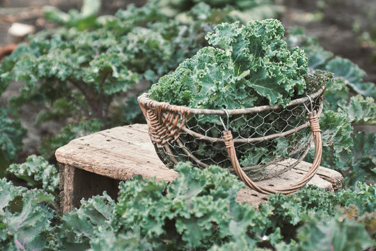 Green leaves of Kale in a basket on a small table in the garden. Organic vegetables. Healthy food.
