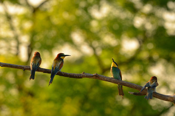 European bee-eater (Merops apiaster) in natural habitat