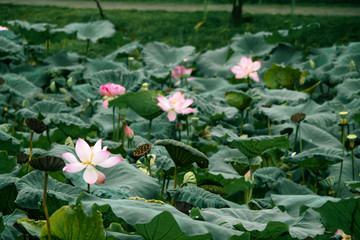 lotus in pond