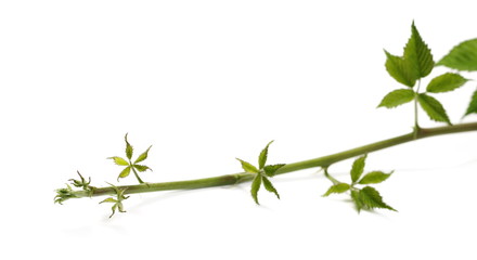 Vine branch, stem with leaves, grapevine isolated on white background