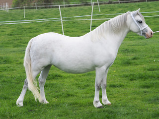 Grey Pony In The Show Ring