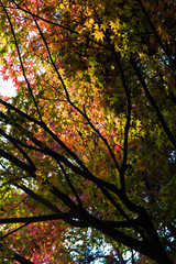 東山動植物園の楓3