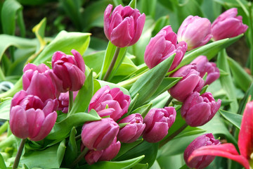 Pralormo, Piedmont, Italy.  Messer Tulipano gardening exhibition with spring tulips blooming at...