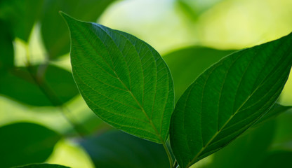 beautiful green leaves in the summer sun