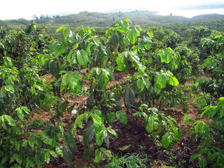 Fototapeta na wymiar rows of young plants in a field, coffee
