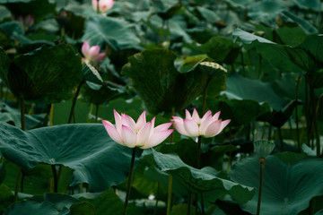 lotus in pond