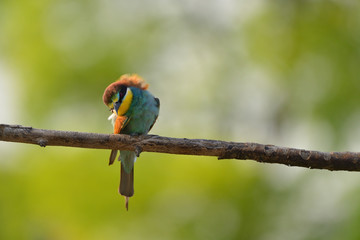 European bee-eater (Merops apiaster) in natural habitat