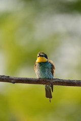 European bee-eater (Merops apiaster) in natural habitat