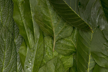 Wet close-up green leaves background