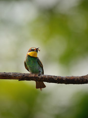 European bee-eater (Merops apiaster) in natural habitat