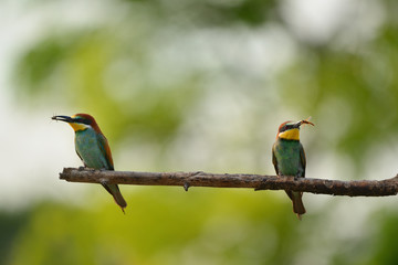 European bee-eater (Merops apiaster) in natural habitat