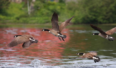 geese flying in nature during summer