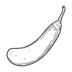 Fresh raw eggplant. Vector concept in doodle and sketch style.