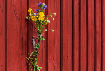 Fototapeta na wymiar Blumenstrauß dekoriert rote Holzwand. Bouquet of flowers decorating red wooden wall.