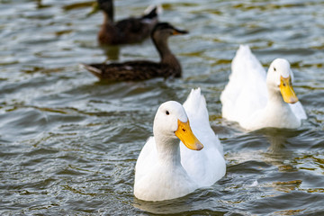 Pekin (Aylesbury) and mallard ducks on a lake