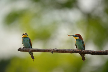 European bee-eater (Merops apiaster) in natural habitat