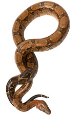 Python is wild snake isolated on white background.