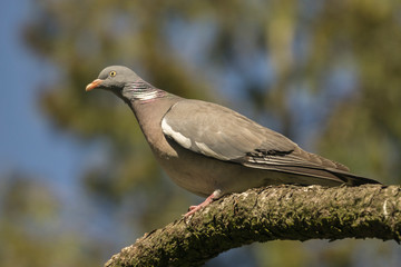 Ringed turtle-dove sitting on branch