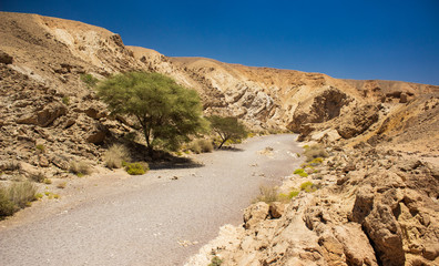 desert canyon with lonely tree dry scenic landscape destination for extreme tourism in dangerous wilderness Middle East environment  