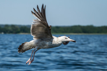 European herring gull in flight