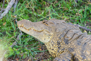 Portrait of a beautiful crocodile sitting next to Zambezi River