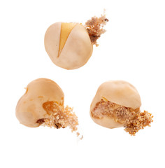 Peas damaged by Pea Moth,Cydia nigricana. Pest. Isolated on white. Macro.