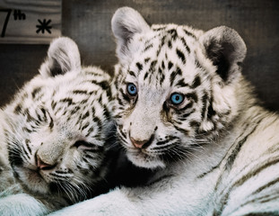 two White Tiger babys in a zoo in austria