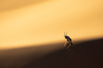 Solitary oryx standing on a sand dune in Sossusvlei desert during sunset on the edge of shadowy and...
