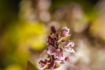 Fototapeta na wymiar Flowering growing buckwheat plant in agricultural field. Abstract soft floral background. Macro.