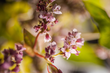 Flowering growing buckwheat plant in agricultural field. Abstract soft floral background. Macro.