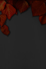 Black background with red leaves. Background material, message board etc. 赤色の葉と黒色の背景素材。背景素材、メッセージボードなど