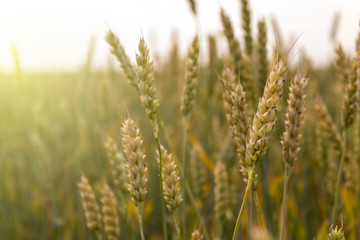 Green wheat spikelets in the field at sunset, sunlight. Organic food, agriculture. Copy space, close-up.