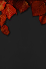 Black background with red leaves. Background material, message board etc. 赤色の葉と黒色の背景素材。背景素材、メッセージボードなど