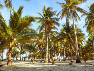 woman walking around into the palm tree jungle in Onok island in  Balabac in Philippines