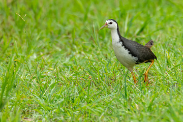 White-breasted Waterhen walking on green field looking into a distance