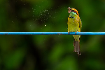 Green Bee-Eater perching on blue electrical wire, holding a moth in the beak for food