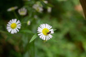 Wild Flower with Small bug in Local Mountain, Seoul, Korea