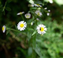 Obraz premium Wild Flower with Small bug in Local Mountain, Seoul, Korea