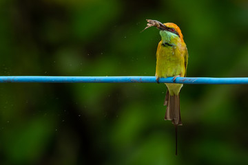Green Bee-Eater perching on blue electrical wire, holding a moth in the beak for food