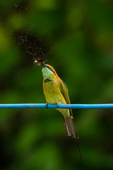 Green Bee-Eater perching on blue electrical wire, holding a moth in the beak for food