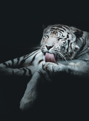 white Tiger portrait on black background