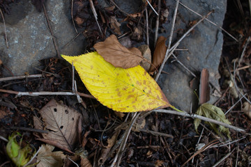 Fallen Leaf with gold color in forest in korea