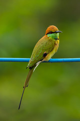 Green Bee-Eater perching on blue electrical wire, looking into a distance