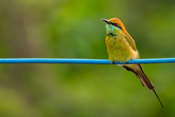 Green Bee-Eater perching on blue electrical wire, looking into a distance
