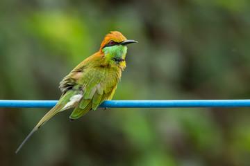 Green Bee-Eater perching on blue electrical wire, looking into a distance