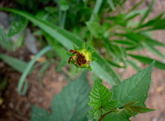Wild Flower in Local Mountain in Seoul, Korea